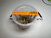 ADA 火烈鳥椒草 Cryptocoryne pink panther IC185